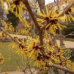 Hamamelis bei Eiterpickel zur Behandlung